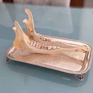 Deer Jaw Mandible - Unique Specimen for Collectors, Bones Skeleton Oddities